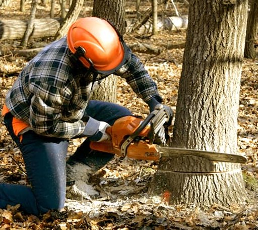 Tree Removal in Jackson, NE